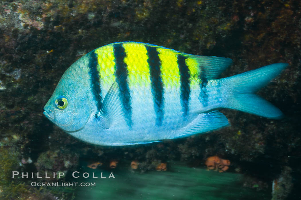 Panamic sargeant major fish, Sea of Cortez, Baja California, Mexico., Abudefduf troschelii, natural history stock photograph, photo id 27493