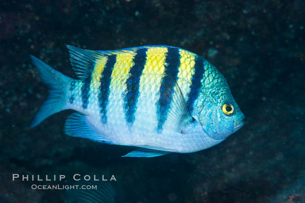 Panamic sargeant major fish, Sea of Cortez, Baja California, Mexico. Isla San Diego, natural history stock photograph, photo id 33538