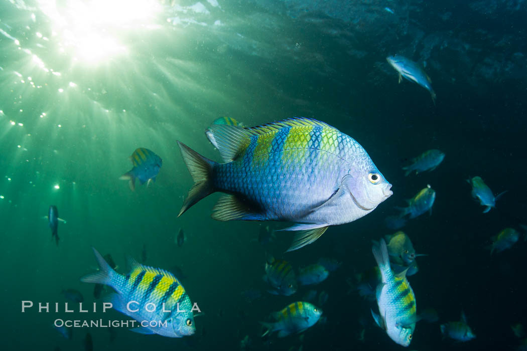 Panamic sargeant major fishes and sunburst, Sea of Cortez, Baja California, Mexico., Abudefduf troschelii, natural history stock photograph, photo id 27563