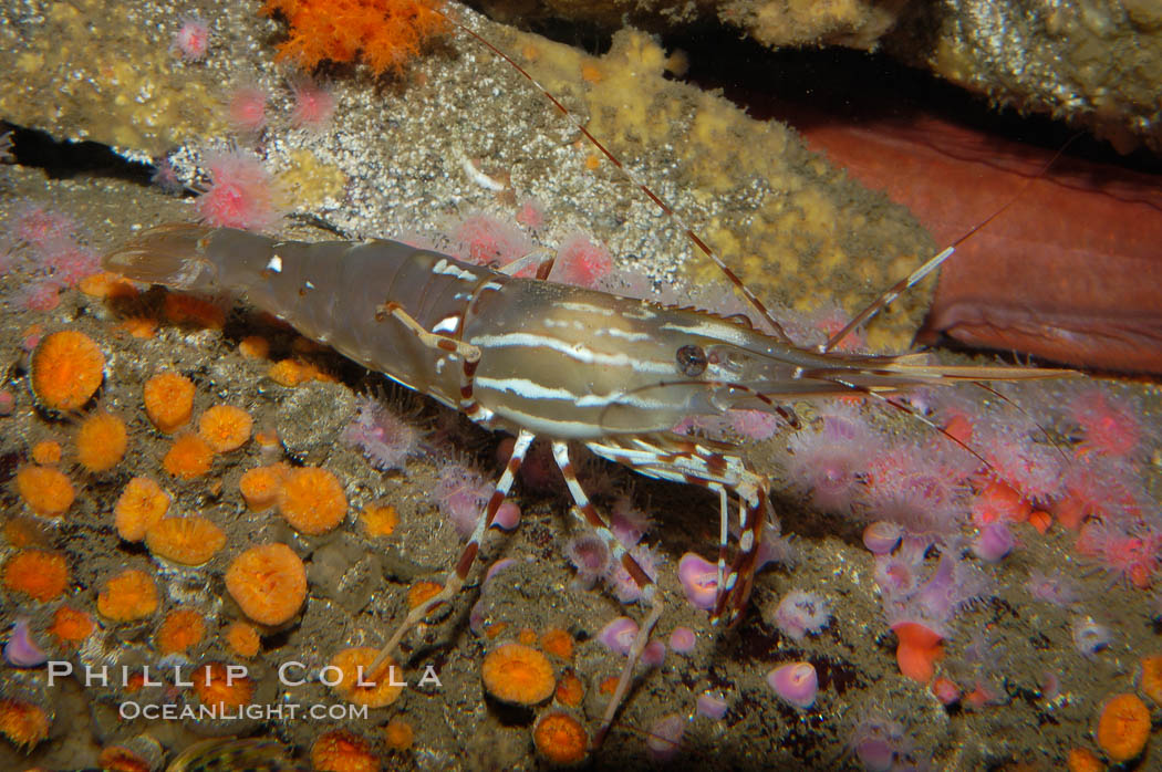 Spot prawn., Pandalus platycaros, natural history stock photograph, photo id 08984
