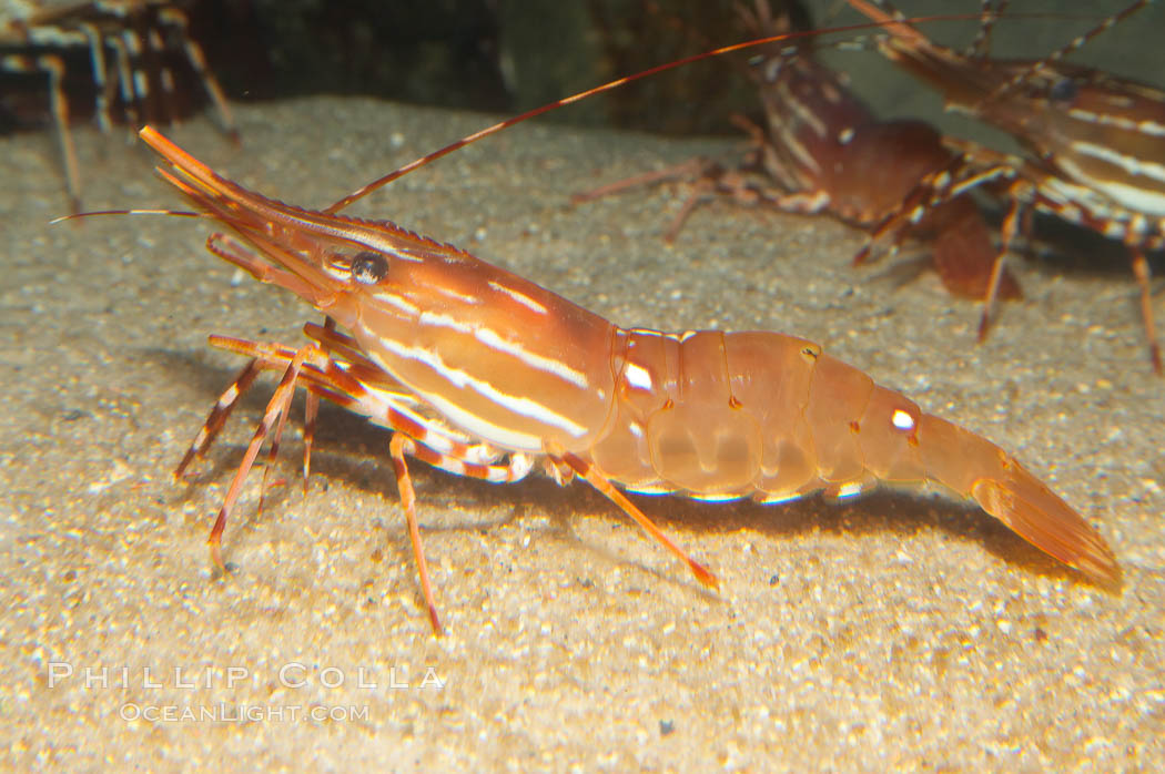 Spot prawn., Pandalus platycaros, natural history stock photograph, photo id 12872