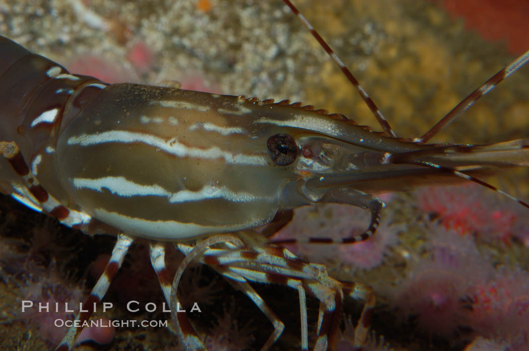 Spot prawn., Pandalus platycaros, natural history stock photograph, photo id 08987