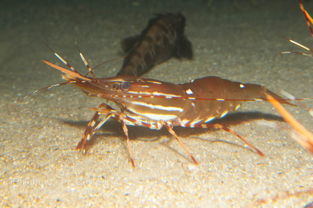 Spot prawn., Pandalus platycaros, natural history stock photograph, photo id 12875