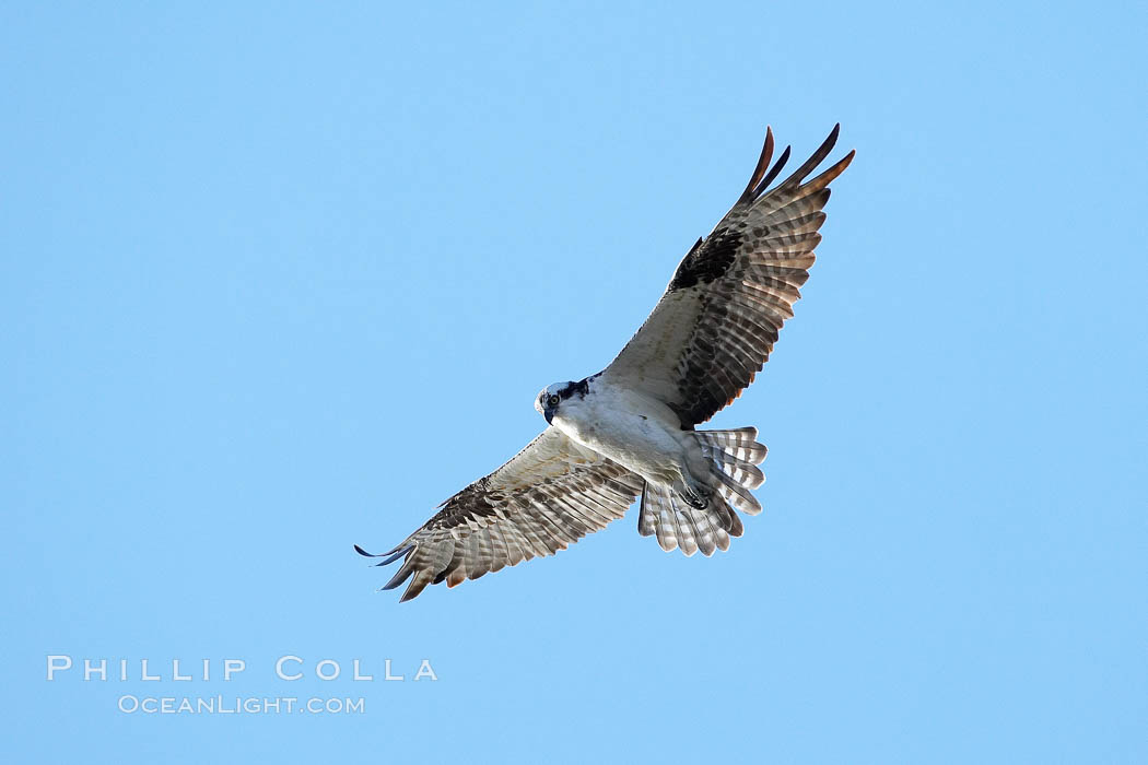 Osprey soaring. Bolsa Chica State Ecological Reserve, Huntington Beach, California, USA, Pandion haliaetus, natural history stock photograph, photo id 19911