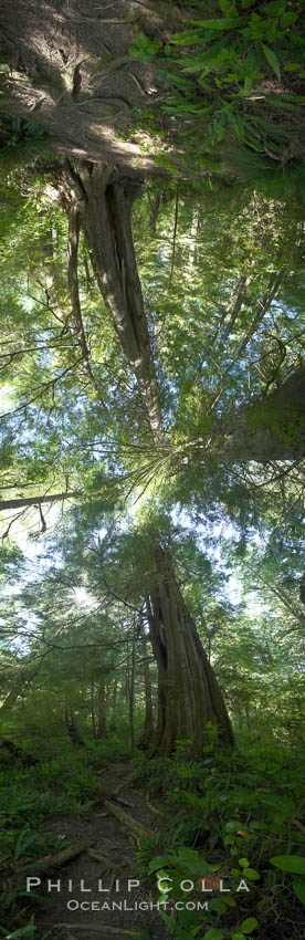 Panorama of the Big Tree Trail on Meares Island, temperate rainforest home to huge red cedar and spruce trees. Meares Island Big Trees Trail, Tofino, British Columbia, Canada, natural history stock photograph, photo id 21062