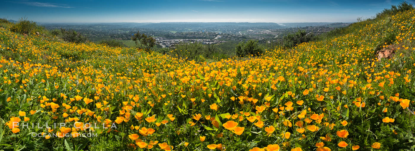 Panorama of California Poppies, Rancho La Costa, Carlsbad. USA, Eschscholzia californica, natural history stock photograph, photo id 33164