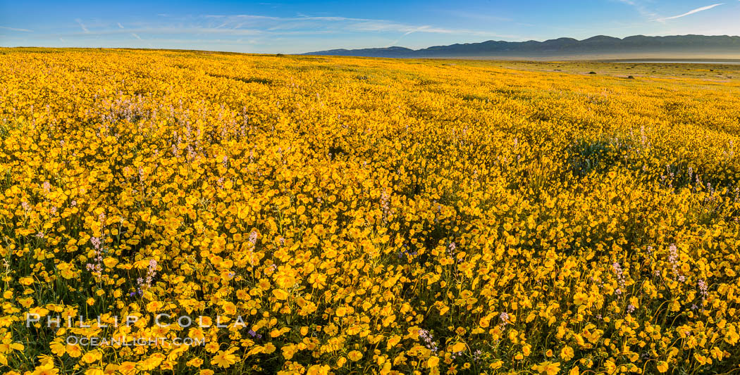 A Panorama of Wildflowers blooms across Carrizo Plains National Monument, during the 2017 Superbloom. Carrizo Plain National Monument, California, USA, natural history stock photograph, photo id 33254
