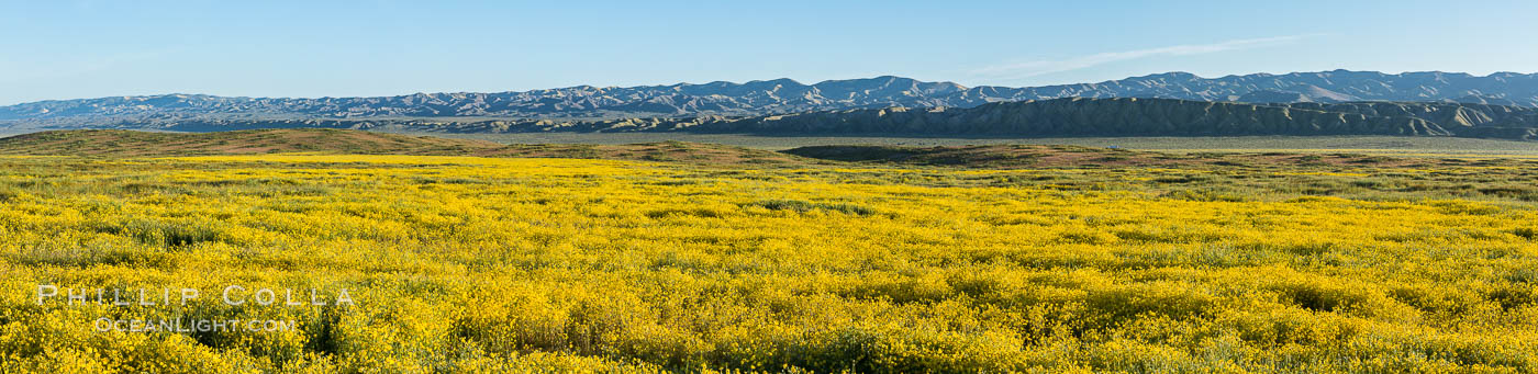 A Panorama of Wildflowers blooms across Carrizo Plains National Monument, during the 2017 Superbloom. Carrizo Plain National Monument, California, USA, natural history stock photograph, photo id 33228