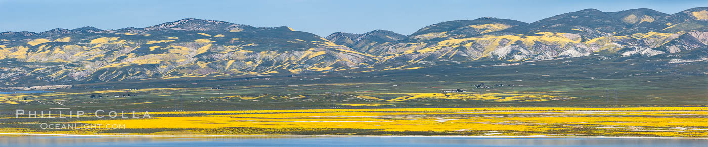A Panorama of Wildflowers blooms across Carrizo Plains National Monument, during the 2017 Superbloom. Carrizo Plain National Monument, California, USA, natural history stock photograph, photo id 33239