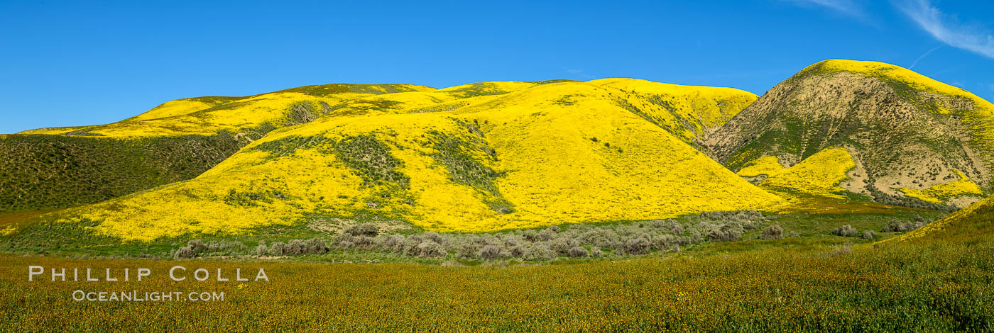 A Panorama of Wildflowers blooms across Carrizo Plains National Monument, during the 2017 Superbloom. Carrizo Plain National Monument, California, USA, natural history stock photograph, photo id 33259
