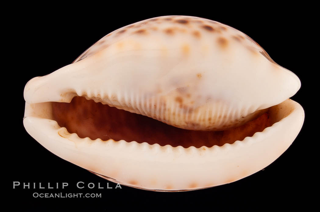 Image 08342, Light form., Cypraea pantherina, Phillip Colla, all rights reserved worldwide. Keywords: cowries, cypraea pantherina, panther cowrie, shells.