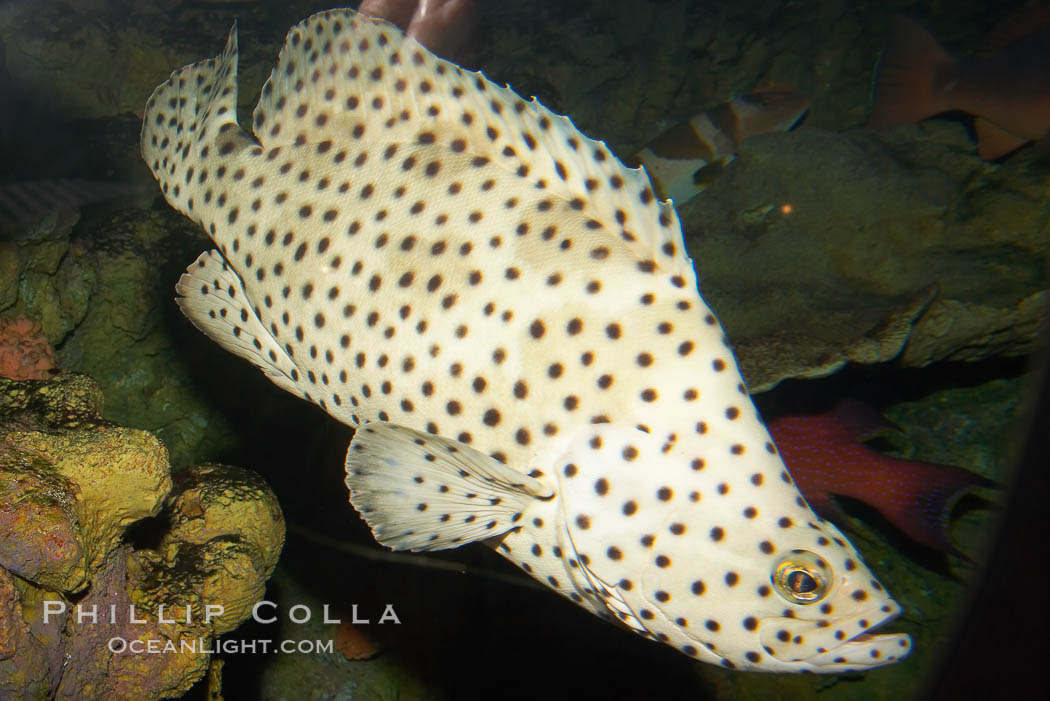 Panther grouper., Chromileptis altiveles, natural history stock photograph, photo id 12877