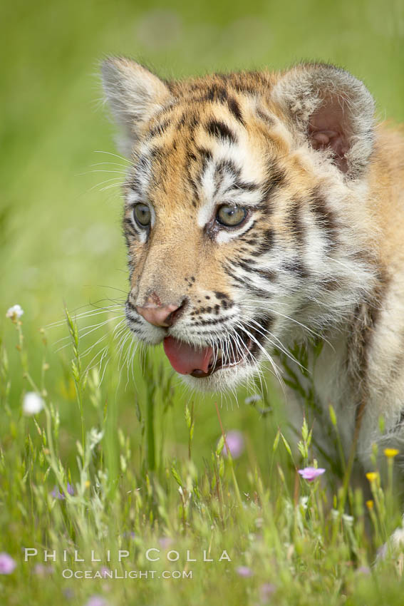 Siberian tiger cub, male, 10 weeks old., Panthera tigris altaica, natural history stock photograph, photo id 15998