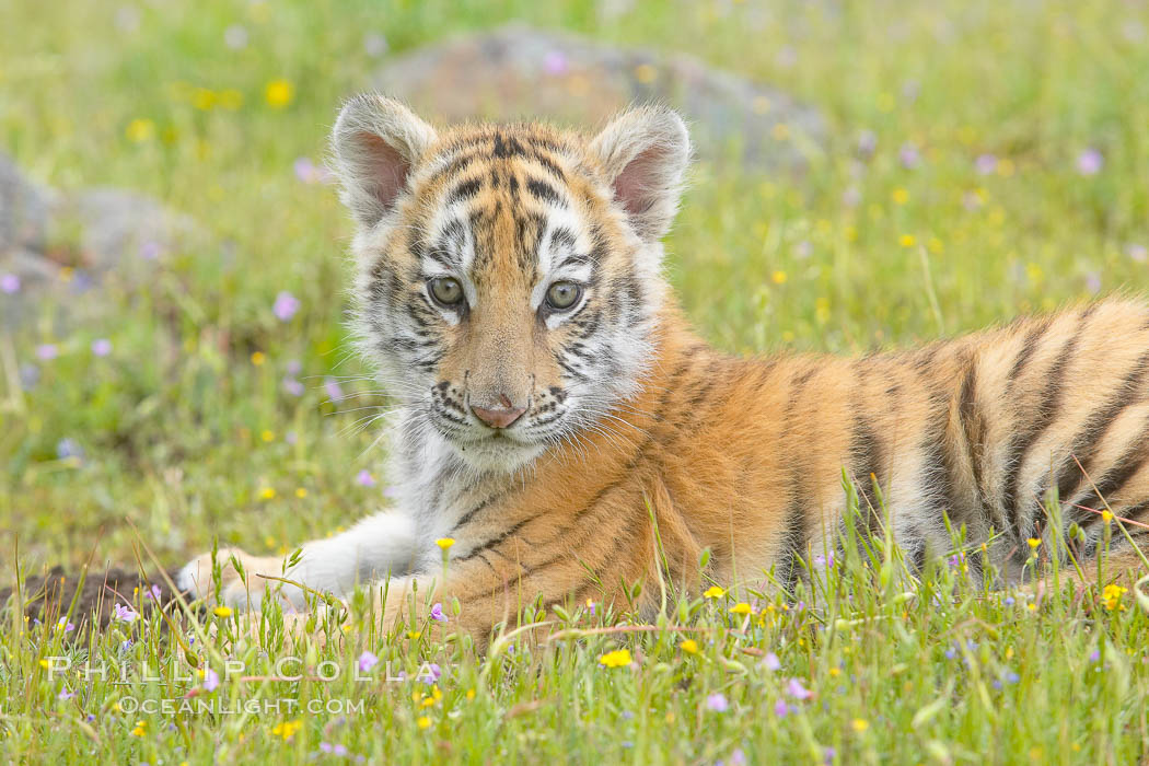 Siberian tiger cub, male, 10 weeks old., Panthera tigris altaica, natural history stock photograph, photo id 16022