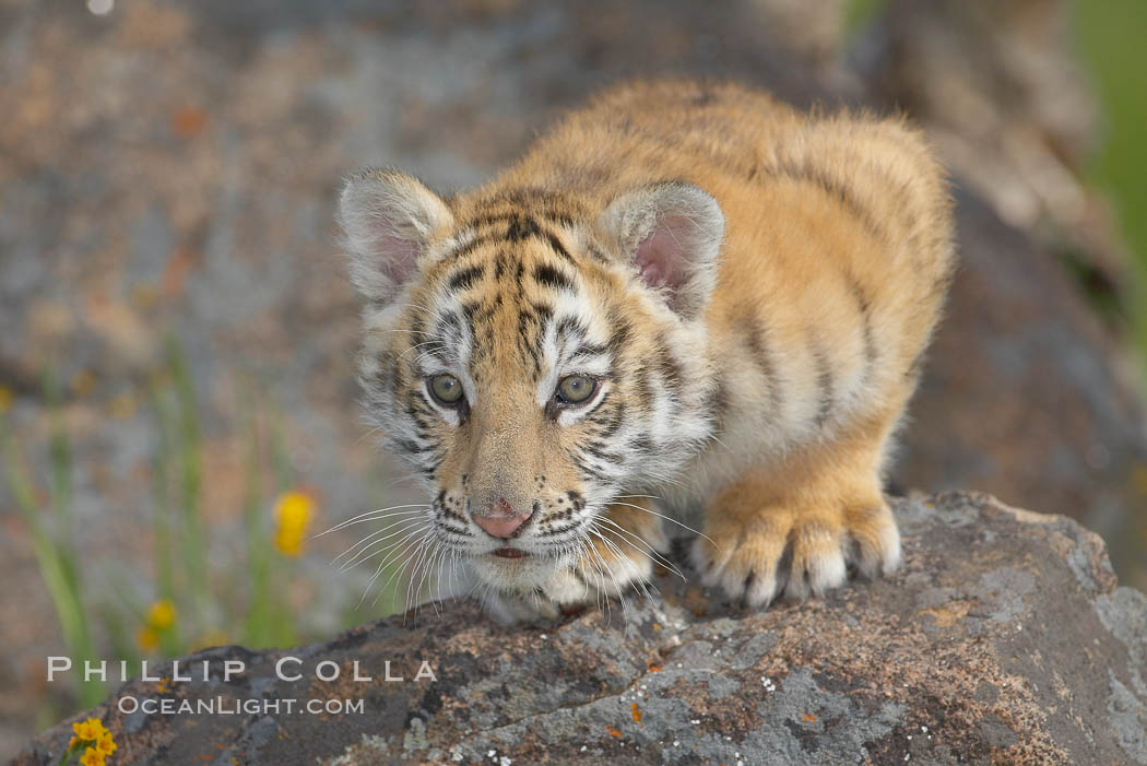 Siberian tiger cub, male, 10 weeks old., Panthera tigris altaica, natural history stock photograph, photo id 16016