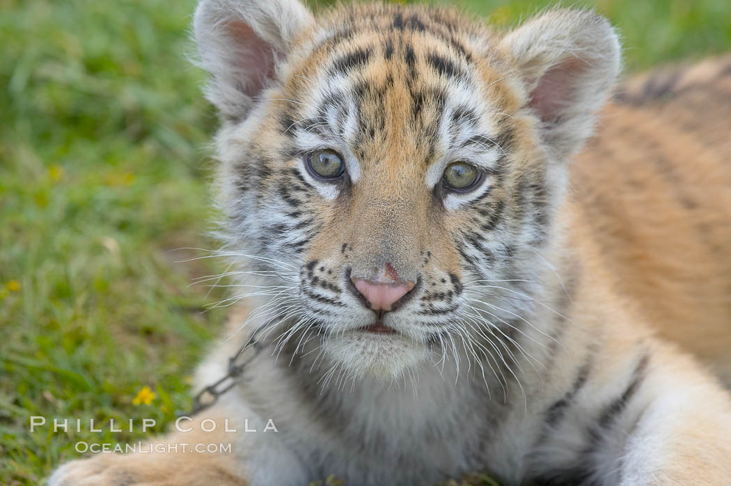Siberian tiger cub, male, 10 weeks old., Panthera tigris altaica, natural history stock photograph, photo id 15995