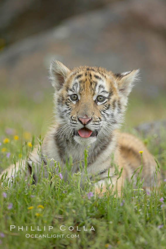 Siberian tiger cub, male, 10 weeks old., Panthera tigris altaica, natural history stock photograph, photo id 16019