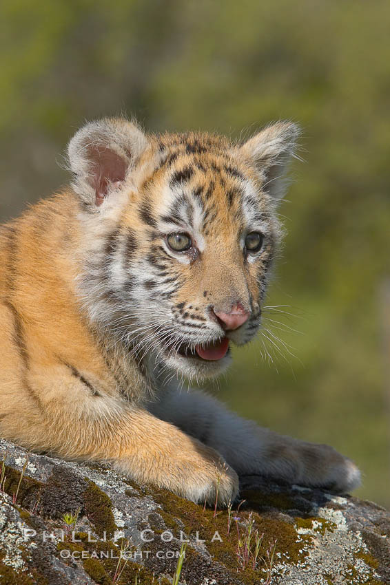 Siberian tiger cub, male, 10 weeks old., Panthera tigris altaica, natural history stock photograph, photo id 16001