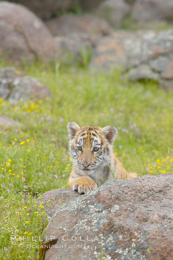 Siberian tiger cub, male, 10 weeks old., Panthera tigris altaica, natural history stock photograph, photo id 16013