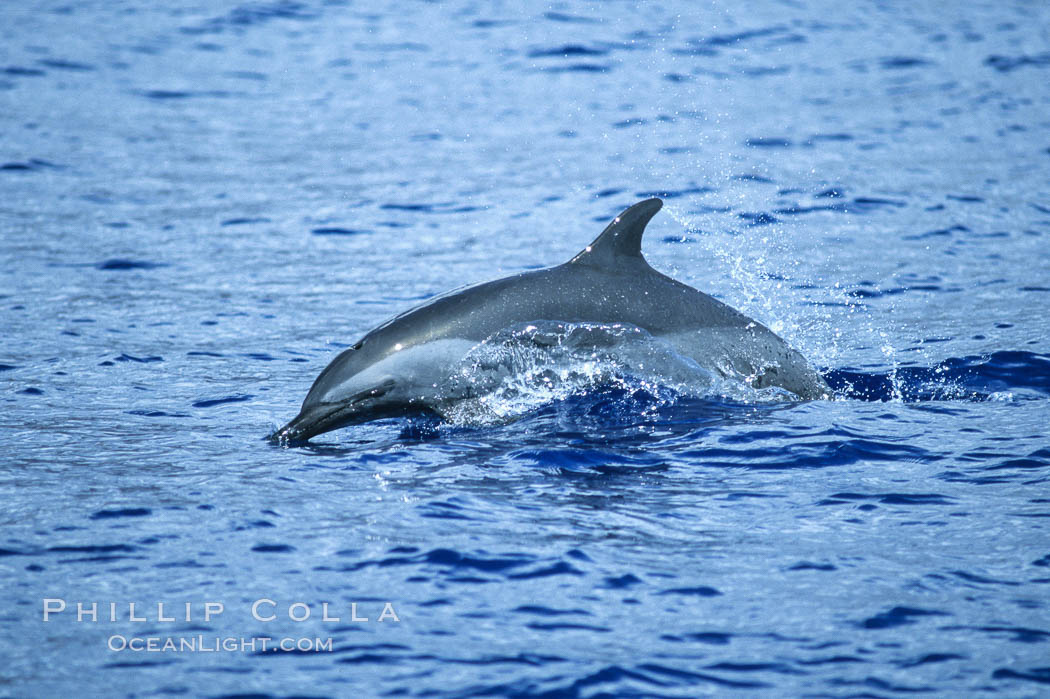Pantropical spotted dolphin. Maui, Hawaii, USA, Stenella attenuata, natural history stock photograph, photo id 04562