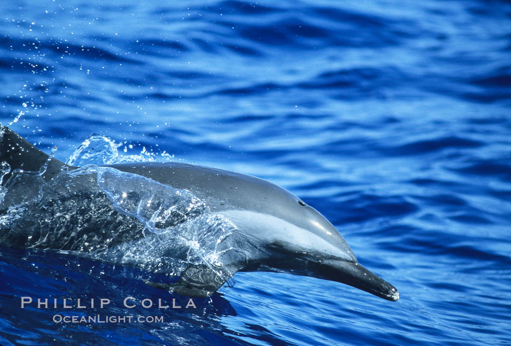 Pantropical spotted dolphin. Maui, Hawaii, USA, Stenella attenuata, natural history stock photograph, photo id 04563
