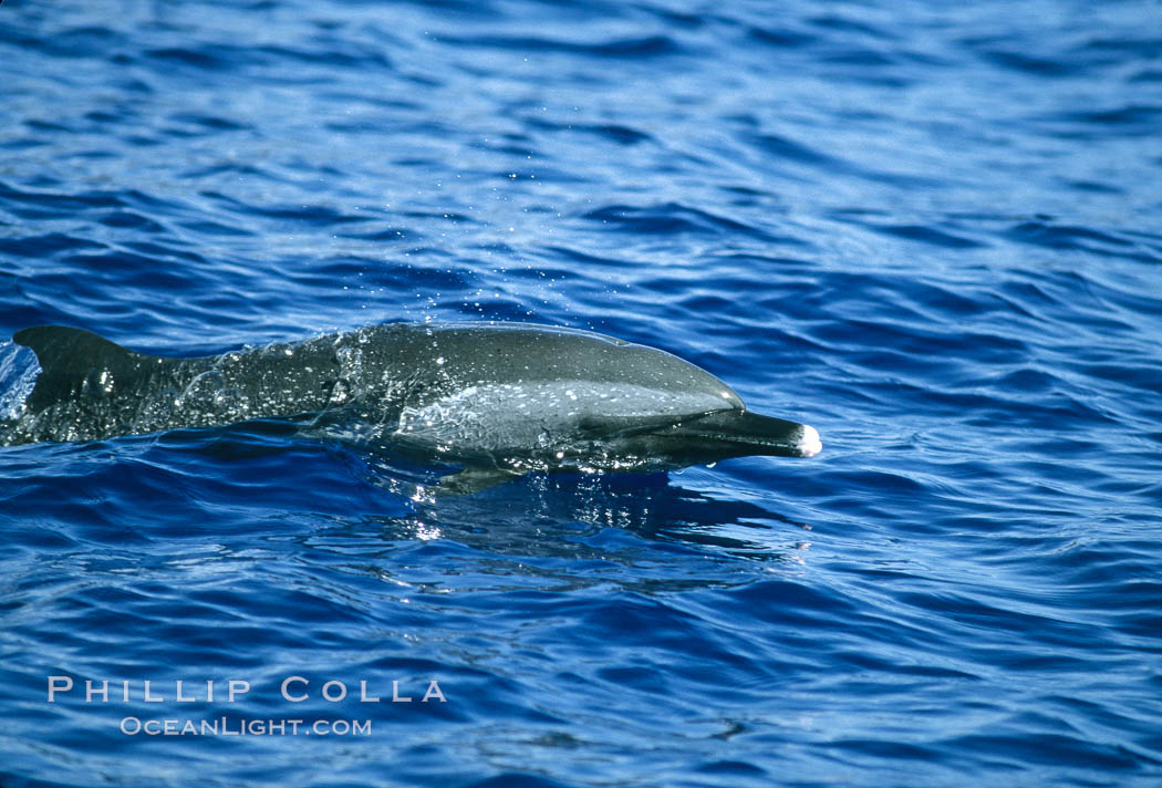 Pantropical spotted dolphin. Maui, Hawaii, USA, Stenella attenuata, natural history stock photograph, photo id 04561