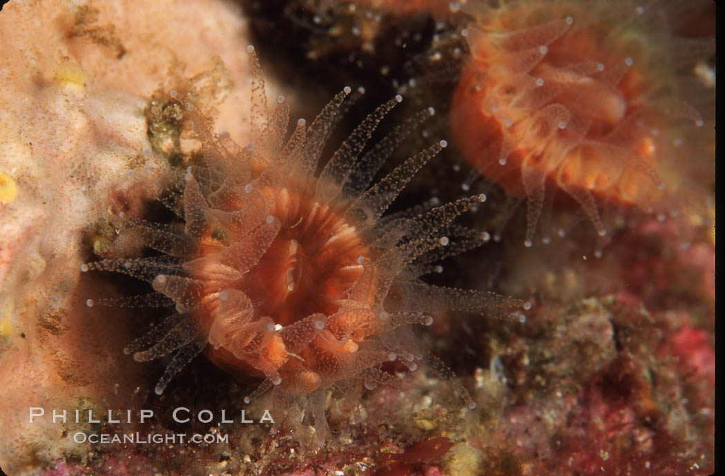 Brown  cup coral. San Miguel Island, California, USA, Paracyathus stearnsi, natural history stock photograph, photo id 04732