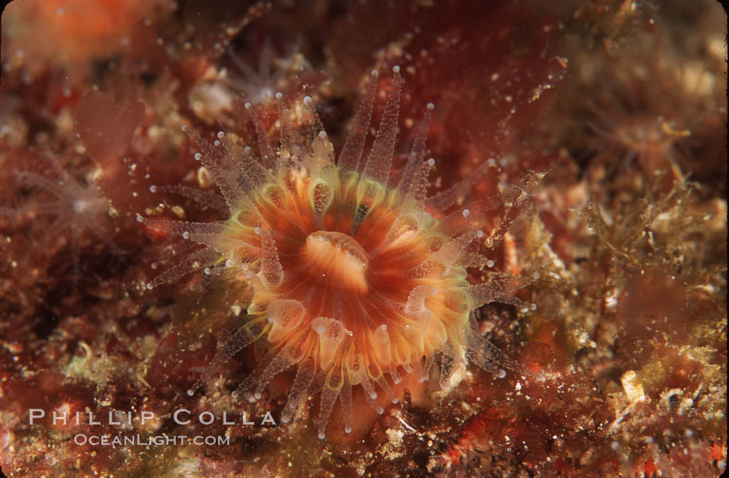 Brown  cup coral. San Miguel Island, California, USA, Paracyathus stearnsi, natural history stock photograph, photo id 04735