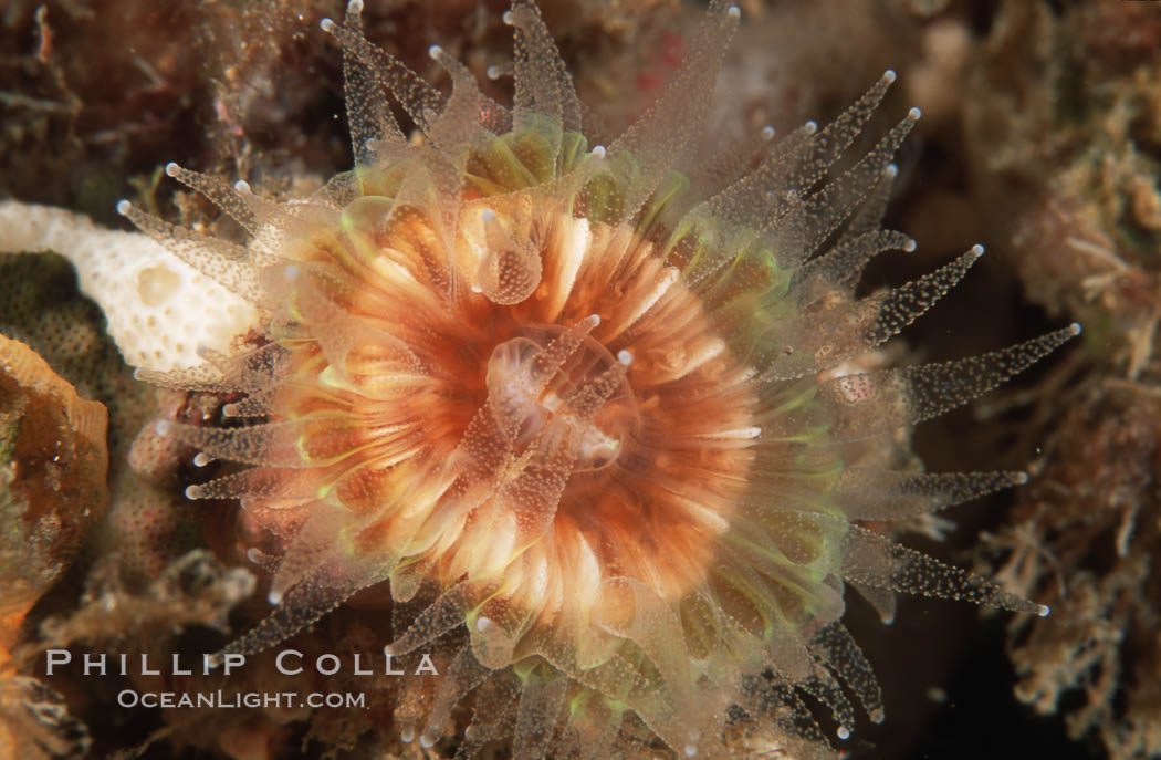 Brown  cup coral. San Miguel Island, California, USA, Paracyathus stearnsi, natural history stock photograph, photo id 04701
