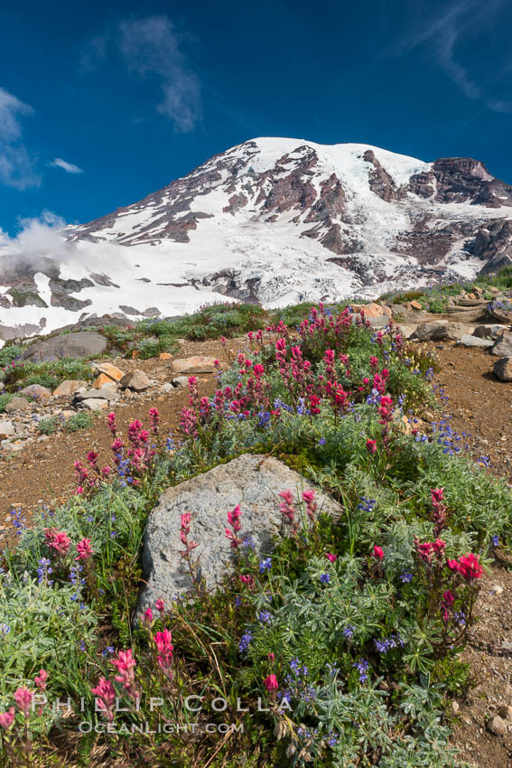 Paradise Meadows, wildflowers and Mount Rainier, summer., natural history stock photograph, photo id 28710