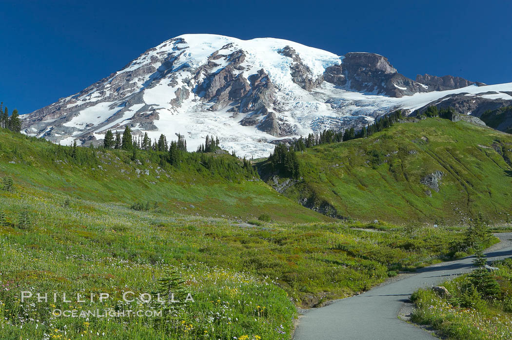 Paradise Meadows and Mount Rainier, summer. Mount Rainier National Park, Washington, USA, natural history stock photograph, photo id 13894