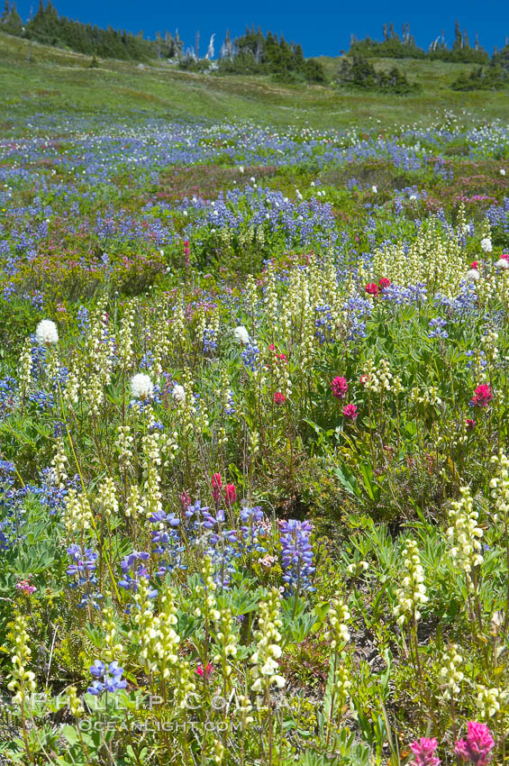 Paradise Meadows wildflowers, summer. Mount Rainier National Park, Washington, USA, natural history stock photograph, photo id 13892