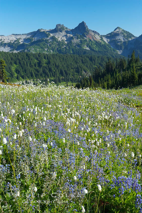 Paradise Meadows, wildflowers and Tatoosh Range, summer. Mount Rainier National Park, Washington, USA, natural history stock photograph, photo id 13896