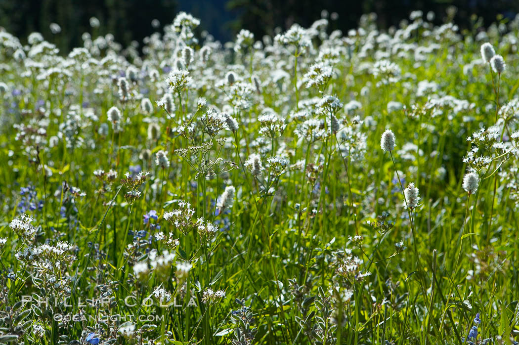 Image 13904, Wildflowers, summer, Paradise Meadows. Mount Rainier National Park, Washington, USA, Phillip Colla, all rights reserved worldwide. Keywords: environment, landscape, mount rainier, mount rainier national park, mountain wildflower, mt rainier, national park, national parks, nature, outdoors, outside, paradise meadows, plant, rainier, scene, scenery, scenic, usa, washington, wildflower.