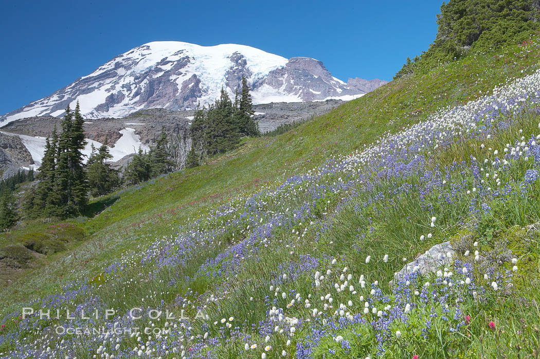 Mount Rainier rises above fields of wildflowers in Paradise Meadows, summer. Mount Rainier National Park, Washington, USA, natural history stock photograph, photo id 13891