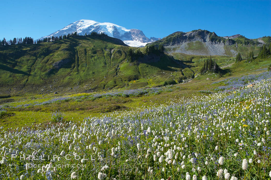 Paradise Meadows, wildflowers and Mount Rainier, summer. Mount Rainier National Park, Washington, USA, natural history stock photograph, photo id 13895