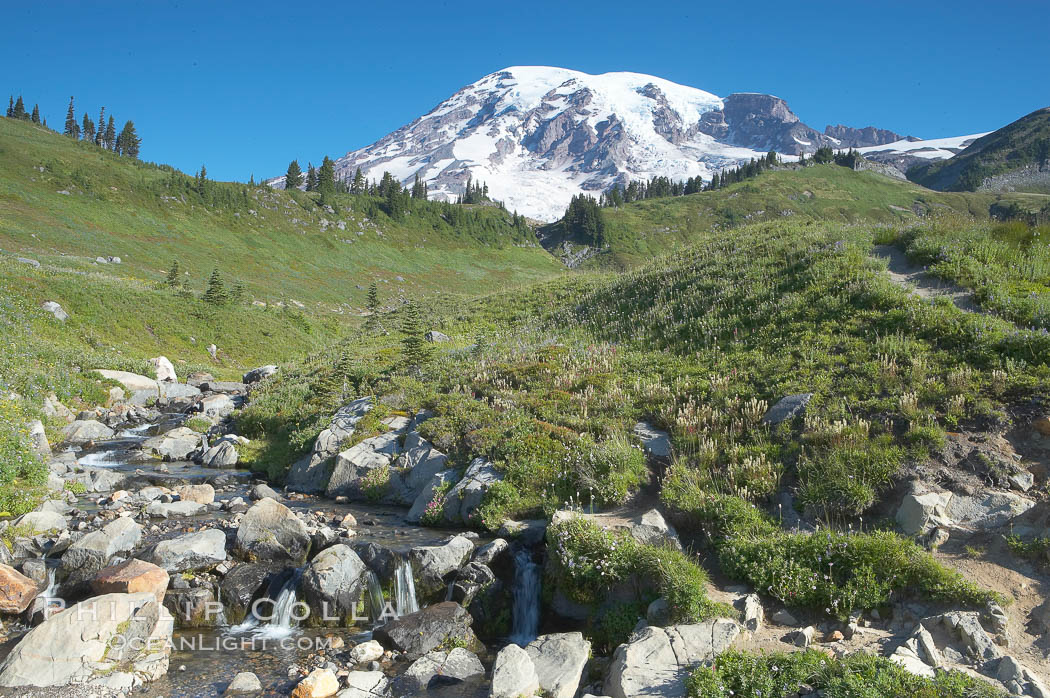 Mount Rainier rises above Edith Creek. Paradise Meadows, Mount Rainier National Park, Washington, USA, natural history stock photograph, photo id 13881