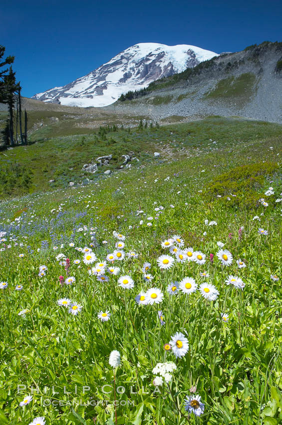 Paradise Meadows, wildflowers and Mount Rainier, summer. Mount Rainier National Park, Washington, USA, natural history stock photograph, photo id 13893