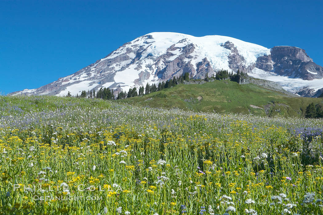 Mount Rainier rises above fields of wildflowers in Paradise Meadows, summer. Mount Rainier National Park, Washington, USA, natural history stock photograph, photo id 13897