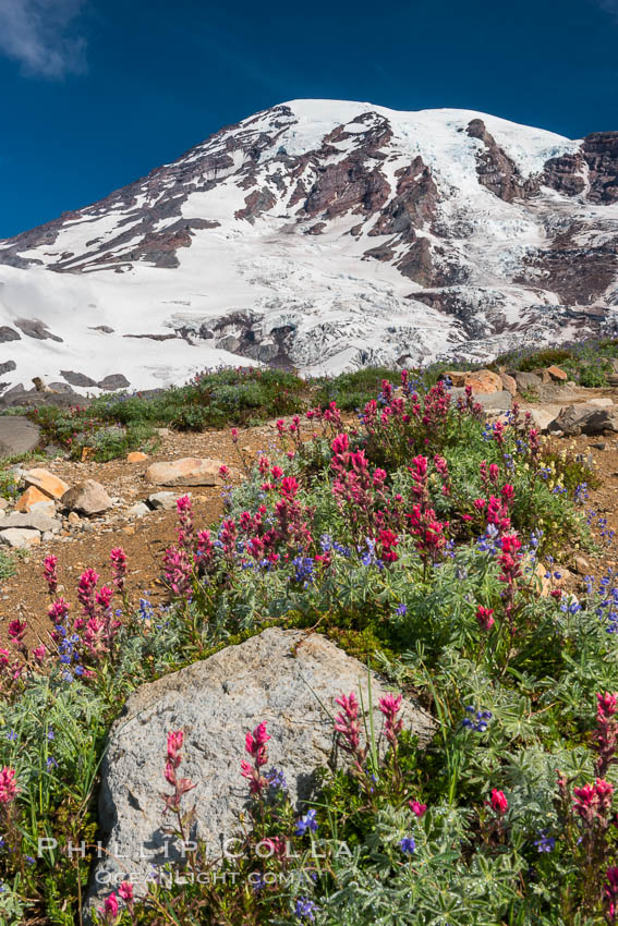 Paradise Meadows, wildflowers and Mount Rainier, summer. Mount Rainier National Park, Washington, USA, natural history stock photograph, photo id 28711