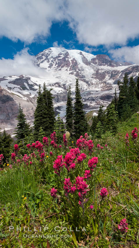 Paradise Meadows, wildflowers and Mount Rainier, summer. Mount Rainier National Park, Washington, USA, natural history stock photograph, photo id 28715