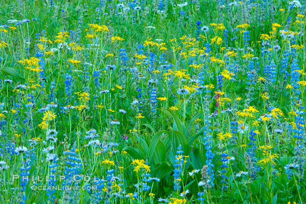 Paradise Park hosts a rich display of wildflowers each summer. Paradise Meadows, Mount Rainier National Park, Washington, USA, natural history stock photograph, photo id 13916