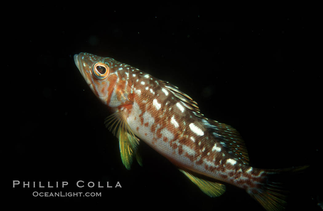 Kelp bass (calico bass). San Clemente Island, California, USA, Paralabrax clathratus, natural history stock photograph, photo id 00636