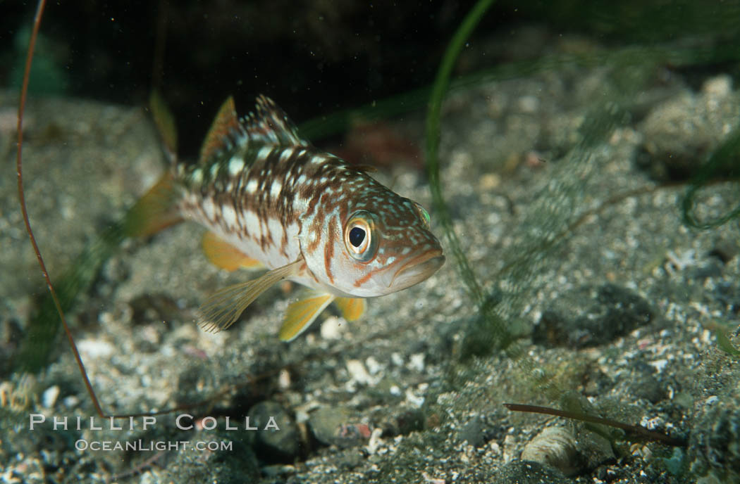 Juvenile kelp bass (calico bass) hiding amidst rocks on the reef. San Clemente Island, California, USA, Paralabrax clathratus, natural history stock photograph, photo id 07068