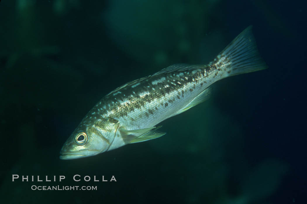 Kelp bass (calico bass). San Clemente Island, California, USA, Paralabrax clathratus, natural history stock photograph, photo id 01943