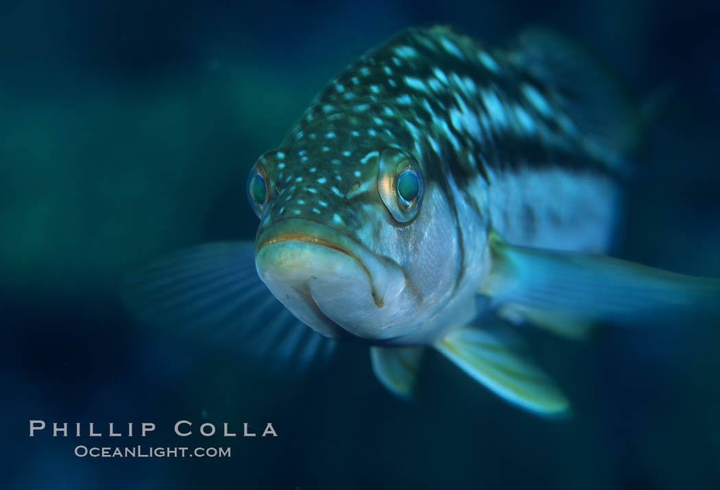 Kelp bass (calico bass) hovers amidst fronds in the kelp forest, waiting to pounce on smaller fish. San Clemente Island, California, USA, Paralabrax clathratus, natural history stock photograph, photo id 07071