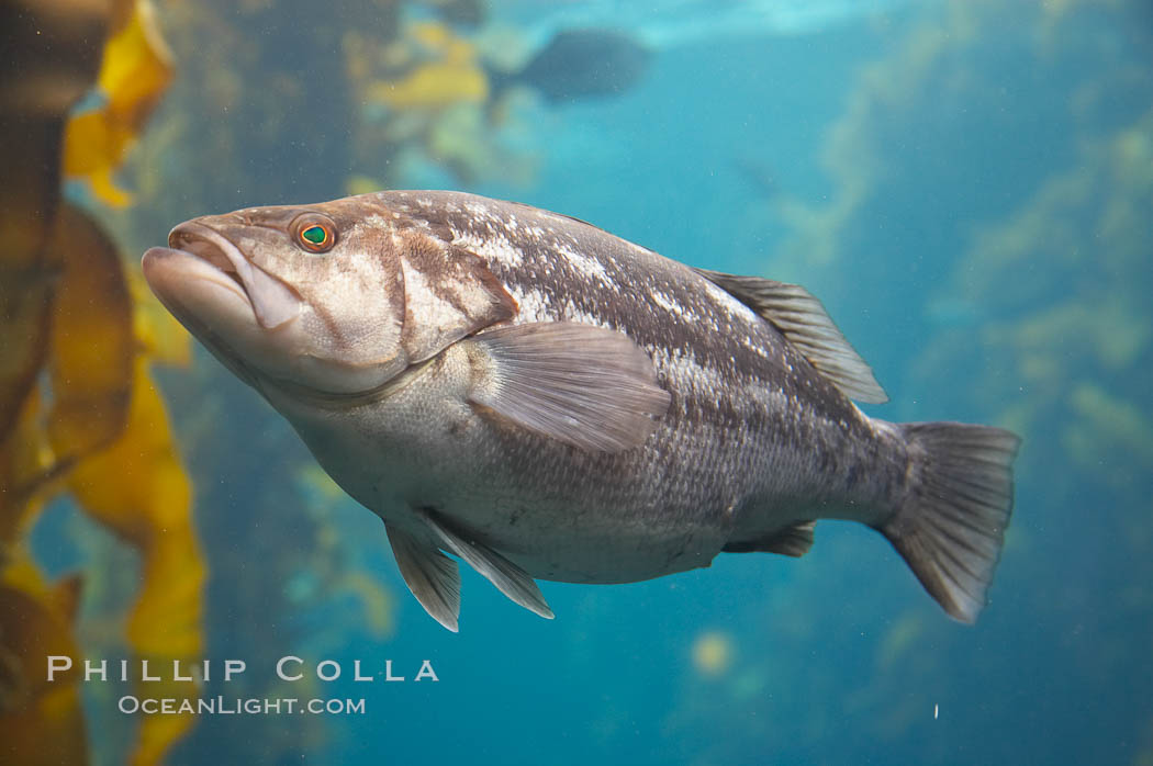 Kelp bass (calico bass) hovering amidst kelp fronds., Paralabrax clathratus, natural history stock photograph, photo id 14027