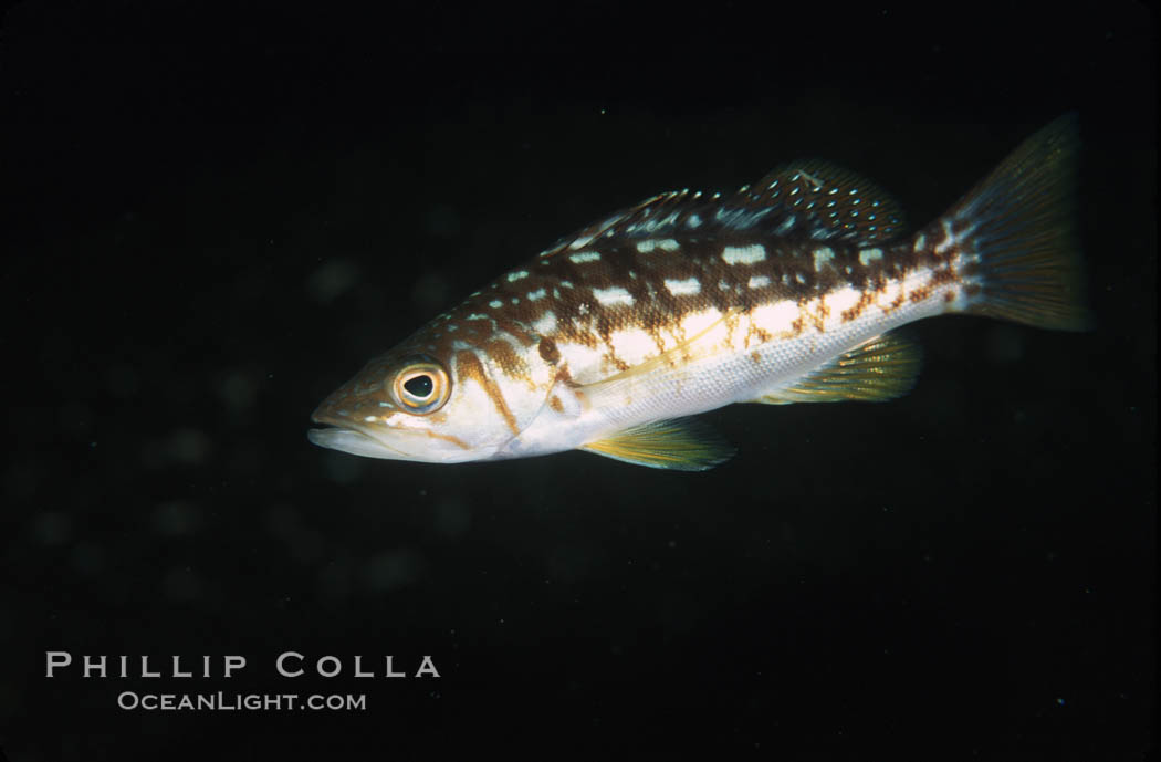Juvenile kelp bass (calico bass). San Clemente Island, California, USA, Paralabrax clathratus, natural history stock photograph, photo id 04793