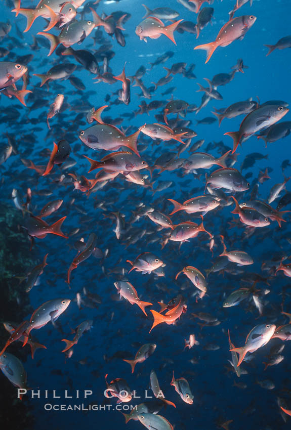 Pacific creolefish. Cousins, Galapagos Islands, Ecuador, Paranthias colonus, natural history stock photograph, photo id 05106