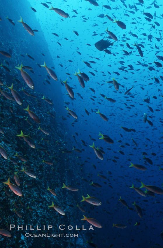 Pacific creolefish. Cousins, Galapagos Islands, Ecuador, Paranthias colonus, natural history stock photograph, photo id 05762